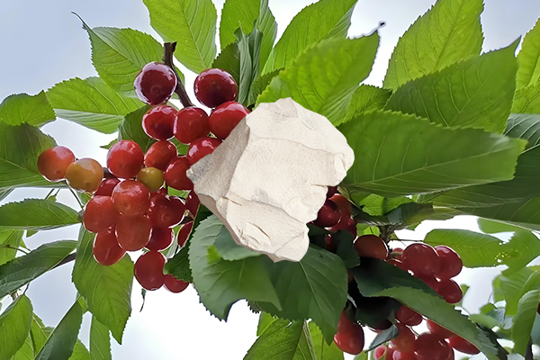想為櫻桃增產用天然沸石怎么樣？