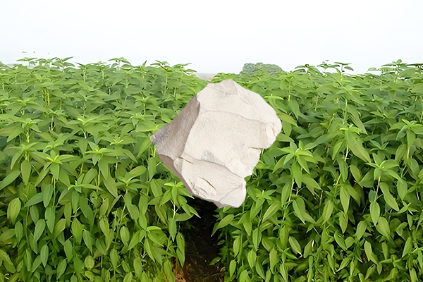 黃麻種植過(guò)程中添加沸石能否有效提升產(chǎn)量？