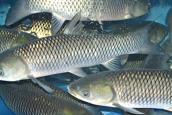 天然沸石在養(yǎng)殖草魚時(shí)的作用如何？