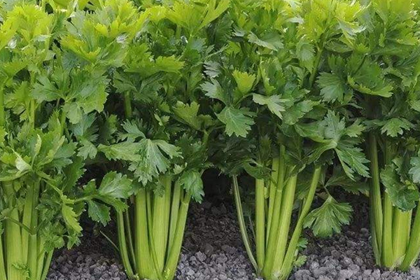 種芹菜時可以加入沸石嗎？