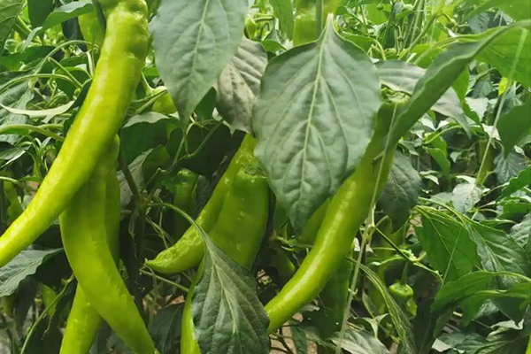 尖椒種植能否因沸石而受益？-國投盛世