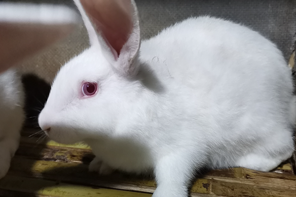 飼養家兔時可以使用沸石嗎？