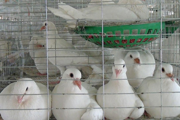 為什么肉鴿飼料中添加沸石能促進(jìn)健康與生產(chǎn)？-國投盛世