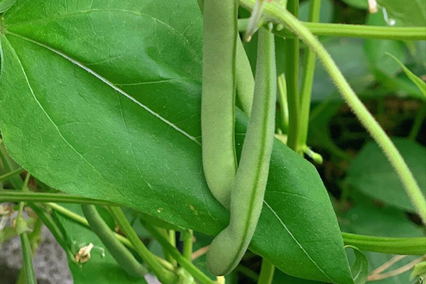 種植四季豆時(shí)加入沸石能提高產(chǎn)量嗎？