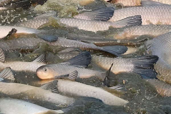 養(yǎng)殖青魚時(shí)加入沸石有什么獨(dú)特優(yōu)勢(shì)嗎？