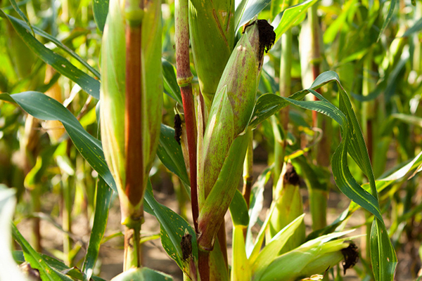 玉米種植何時添加沸石效果最佳？