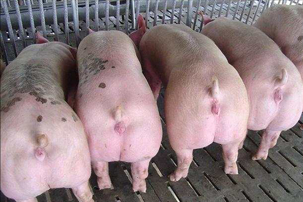 為什么瘦肉型豬養殖加入沸石能增效？
